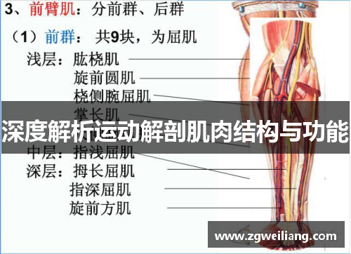 深度解析运动解剖肌肉结构与功能 深度解析运动解剖肌肉结构与功能