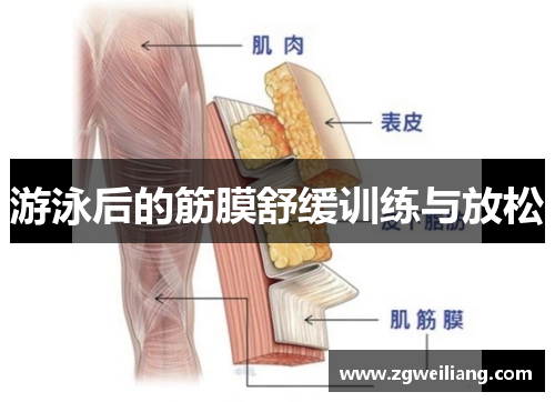 游泳后的筋膜舒缓训练与放松 游泳后的筋膜舒缓训练与放松